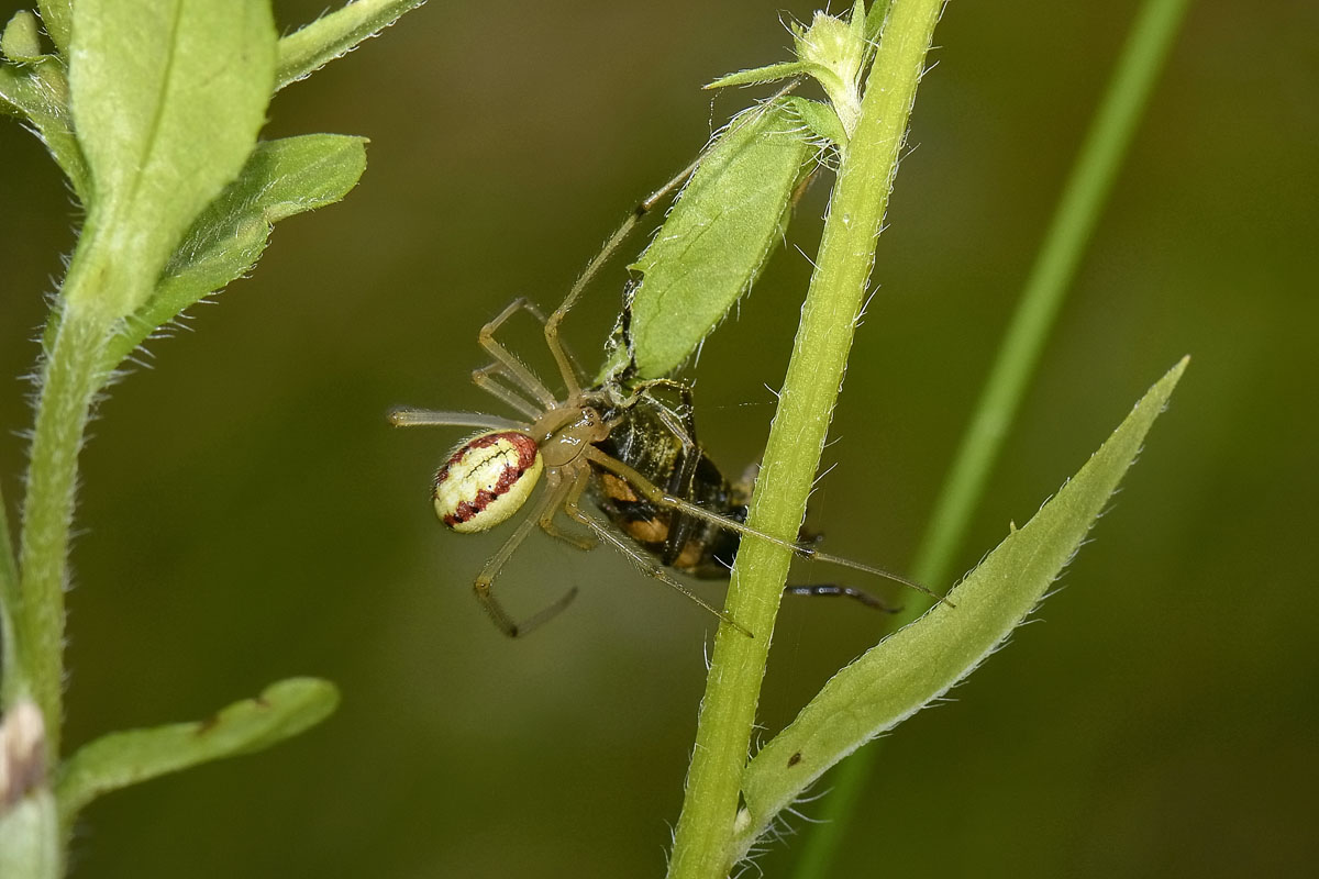 Pachytodes erraticus: 